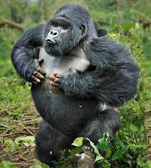 Gorilla tracking in Uganda